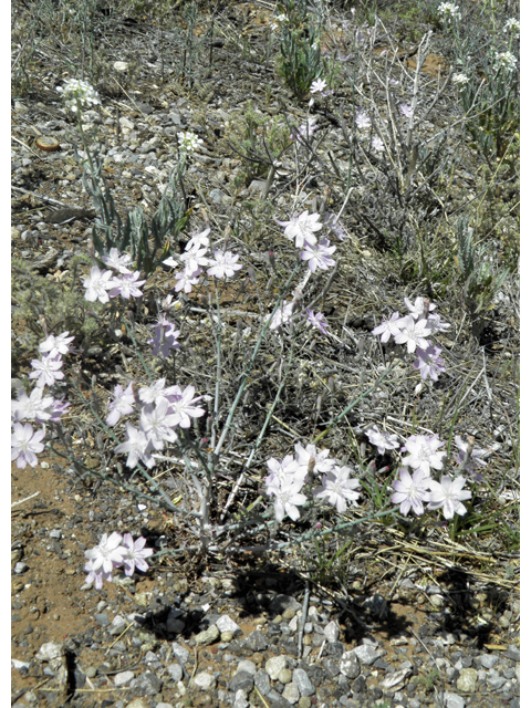 Stephanomeria exigua (Small wirelettuce) #81283