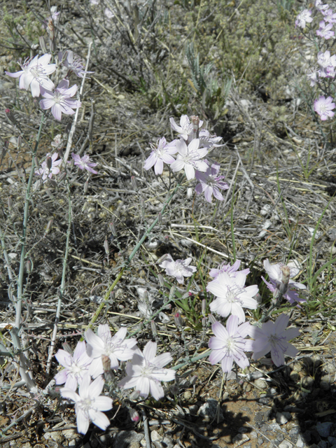 Stephanomeria exigua (Small wirelettuce) #81284