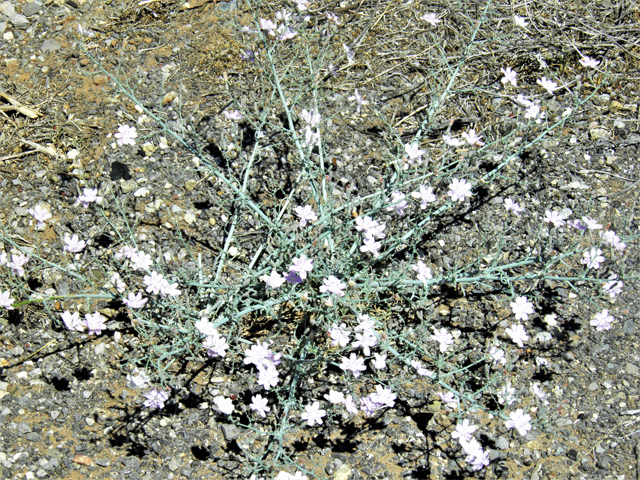 Stephanomeria exigua (Small wirelettuce) #81286