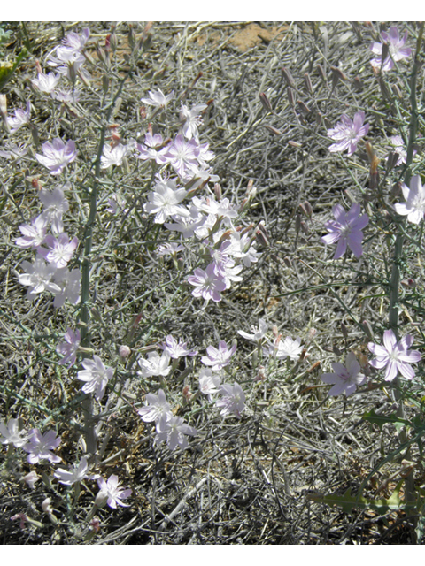 Stephanomeria exigua (Small wirelettuce) #81288