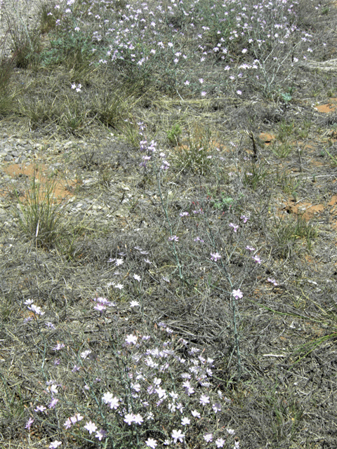 Stephanomeria exigua (Small wirelettuce) #81289