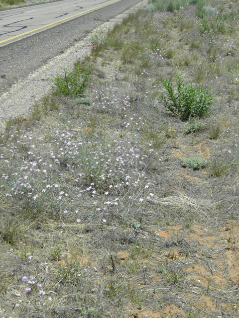 Stephanomeria exigua (Small wirelettuce) #81290