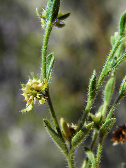 Lappula occidentalis var. cupulata (Flatspine stickseed) #81301