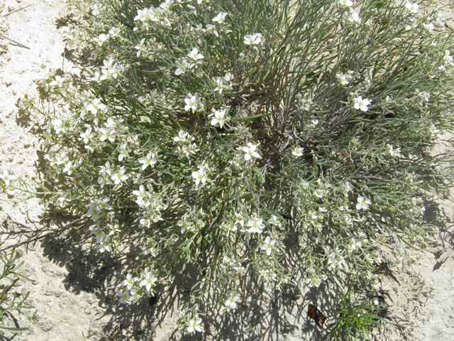 Nerisyrenia linearifolia (White sands fanmustard) #81335