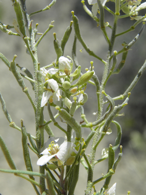 Nerisyrenia linearifolia (White sands fanmustard) #81336