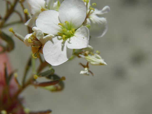 Nerisyrenia linearifolia (White sands fanmustard) #81337