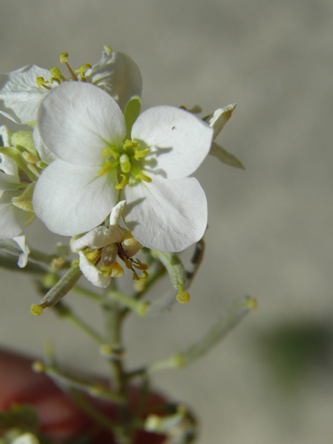 Nerisyrenia linearifolia (White sands fanmustard) #81338