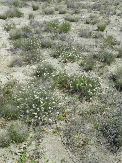 Nerisyrenia linearifolia (White sands fanmustard) #81339