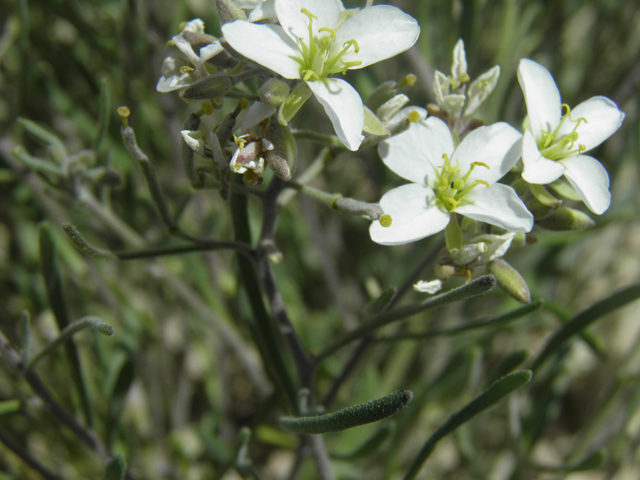 Nerisyrenia linearifolia (White sands fanmustard) #81340