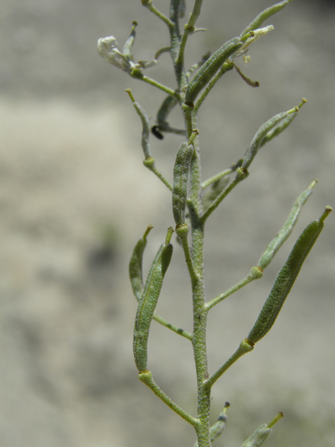 Nerisyrenia linearifolia (White sands fanmustard) #81341