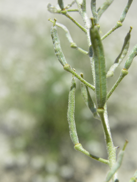 Nerisyrenia linearifolia (White sands fanmustard) #81343