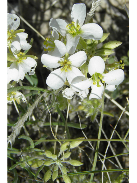 Nerisyrenia linearifolia (White sands fanmustard) #81344
