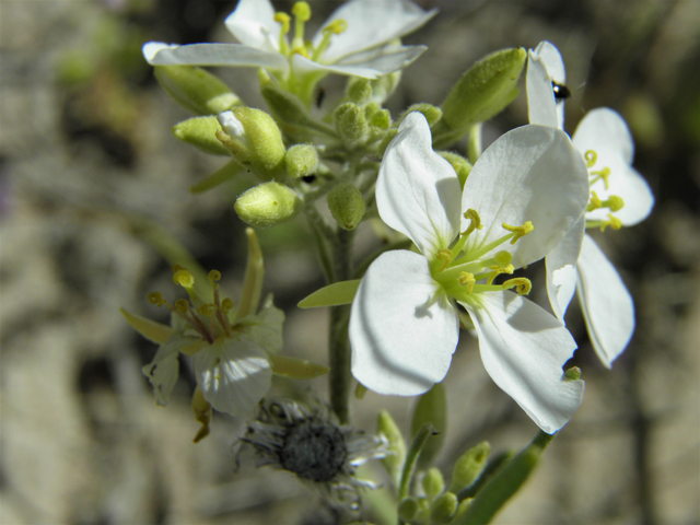 Nerisyrenia linearifolia (White sands fanmustard) #81345