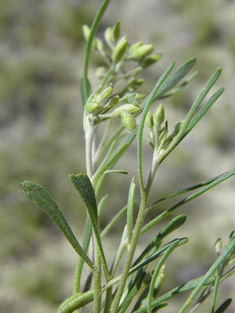 Nerisyrenia linearifolia (White sands fanmustard) #81346