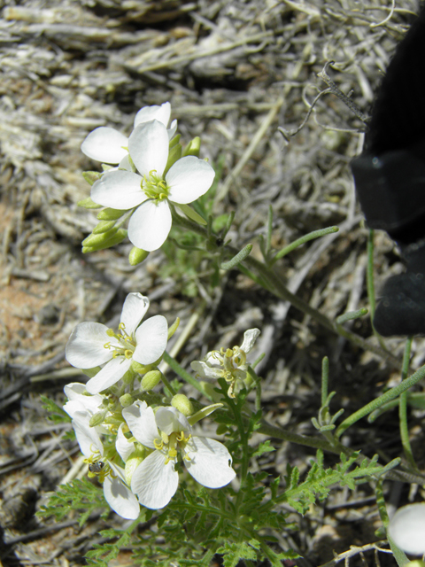 Nerisyrenia linearifolia (White sands fanmustard) #81347