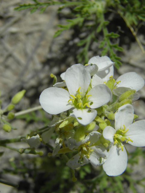Nerisyrenia linearifolia (White sands fanmustard) #81348