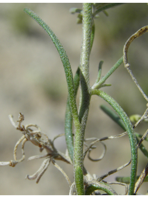 Nerisyrenia linearifolia (White sands fanmustard) #81349