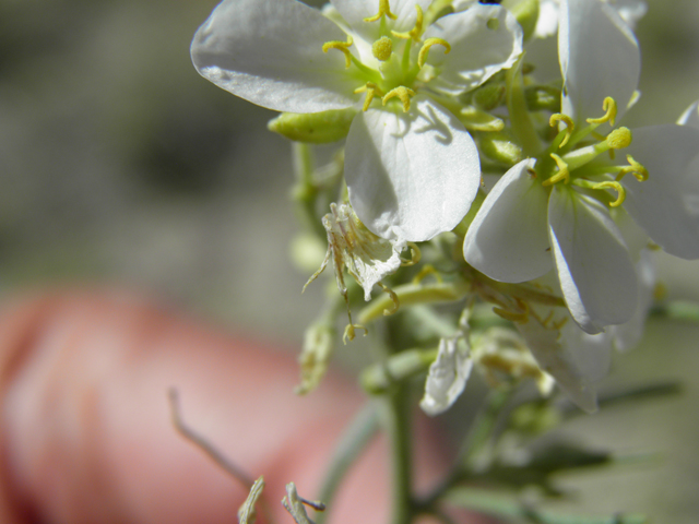 Nerisyrenia linearifolia (White sands fanmustard) #81350