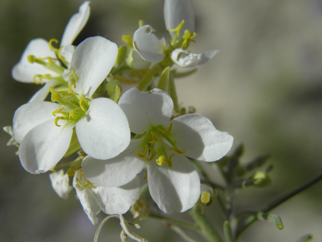 Nerisyrenia linearifolia (White sands fanmustard) #81351