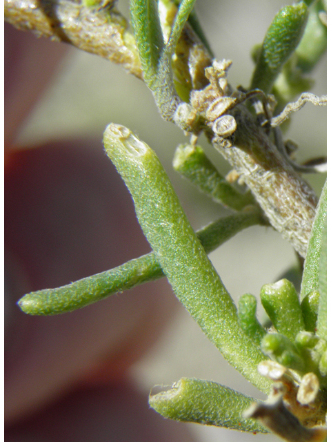 Nerisyrenia linearifolia (White sands fanmustard) #81352
