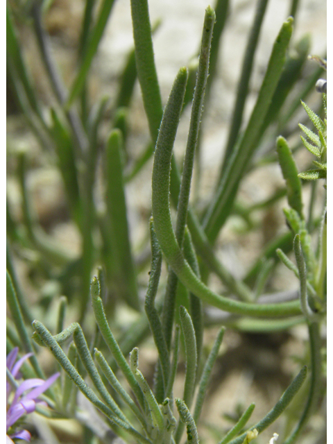 Nerisyrenia linearifolia (White sands fanmustard) #81353