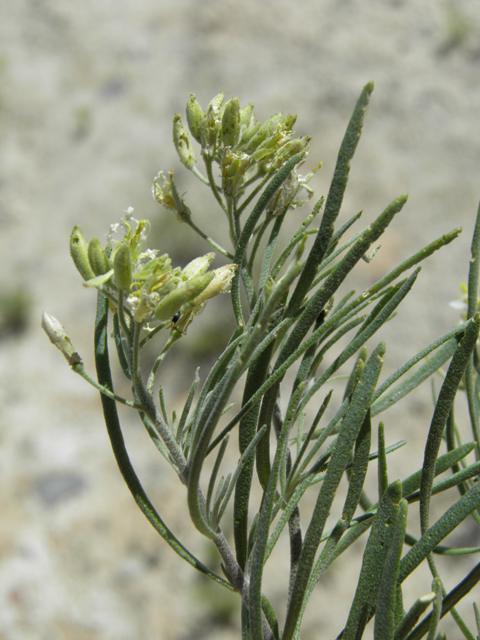 Nerisyrenia linearifolia (White sands fanmustard) #81354
