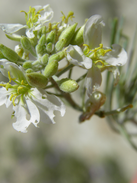 Nerisyrenia linearifolia (White sands fanmustard) #81356