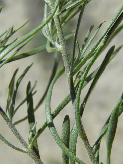 Nerisyrenia linearifolia (White sands fanmustard) #81357