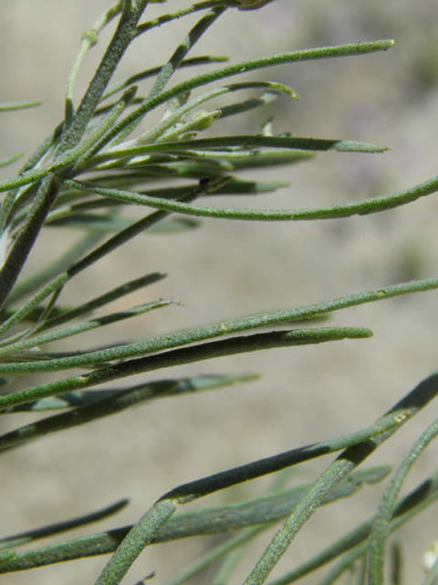 Nerisyrenia linearifolia (White sands fanmustard) #81358