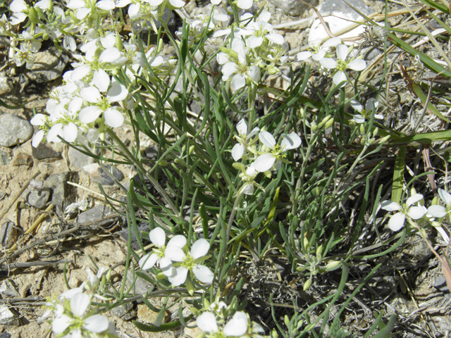 Nerisyrenia linearifolia (White sands fanmustard) #81359