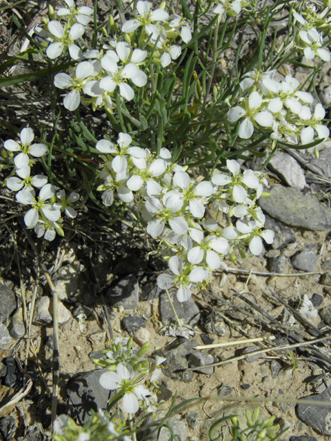 Nerisyrenia linearifolia (White sands fanmustard) #81360