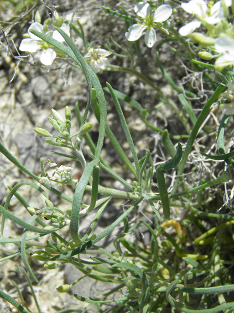 Nerisyrenia linearifolia (White sands fanmustard) #81361