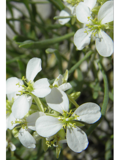 Nerisyrenia linearifolia (White sands fanmustard) #81362