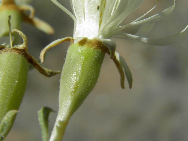 Mentzelia multiflora (Adonis blazingstar) #81393