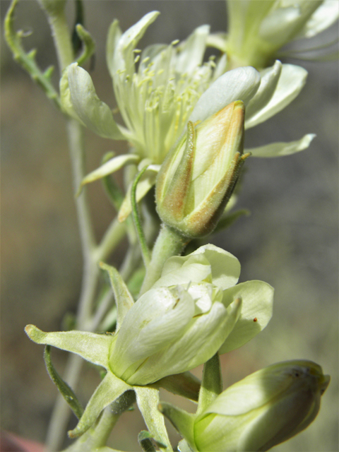 Mentzelia multiflora (Adonis blazingstar) #81394