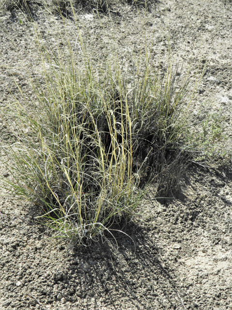 Sporobolus flexuosus (Mesa dropseed) #81400