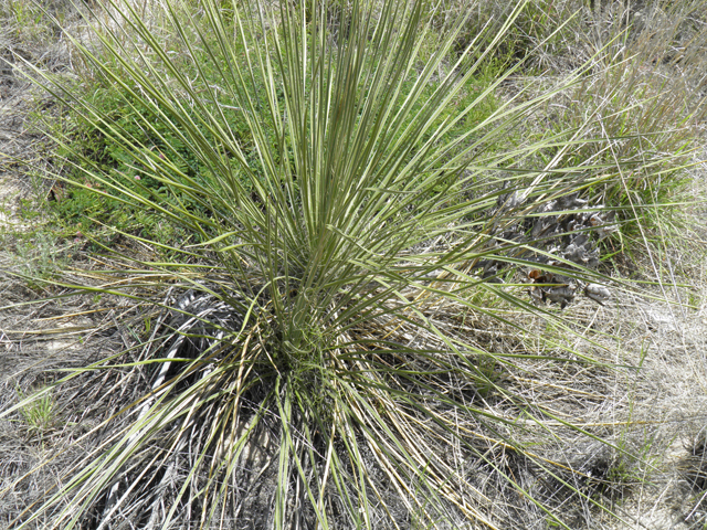 Yucca campestris (Plains yucca) #81465
