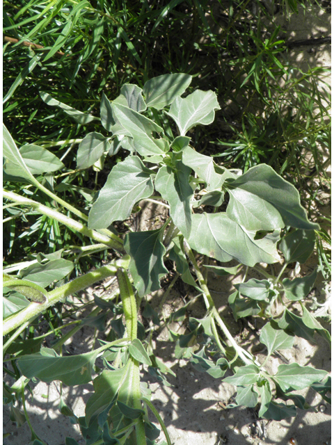 Helianthus petiolaris (Prairie sunflower) #81470