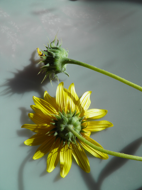 Helianthus petiolaris (Prairie sunflower) #81472