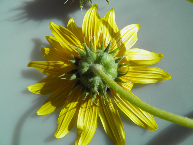 Helianthus petiolaris (Prairie sunflower) #81473