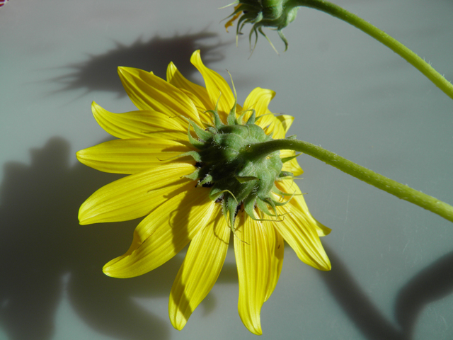 Helianthus petiolaris (Prairie sunflower) #81474