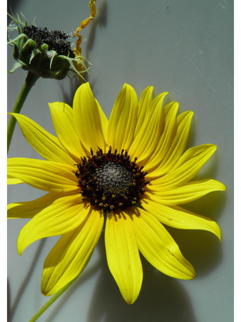 Helianthus petiolaris (Prairie sunflower) #81475