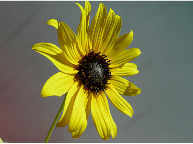 Helianthus petiolaris (Prairie sunflower) #81476