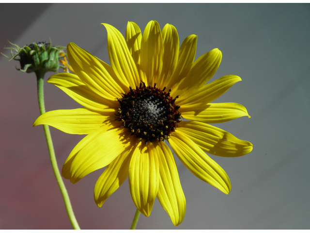 Helianthus petiolaris (Prairie sunflower) #81477