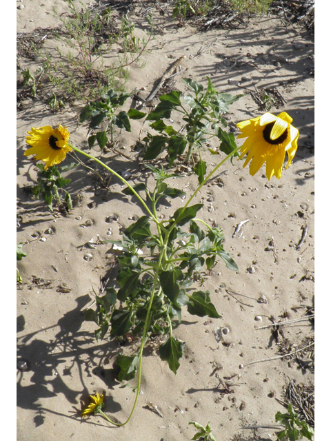 Helianthus petiolaris (Prairie sunflower) #81479