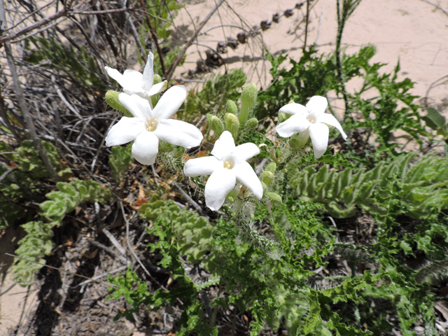 Cnidoscolus texanus (Texas bullnettle) #81513