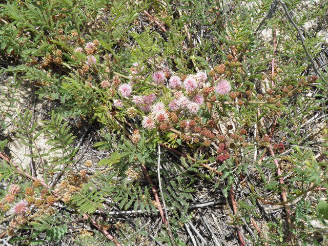 Mimosa rupertiana (Eastern sensitive plant) #81533