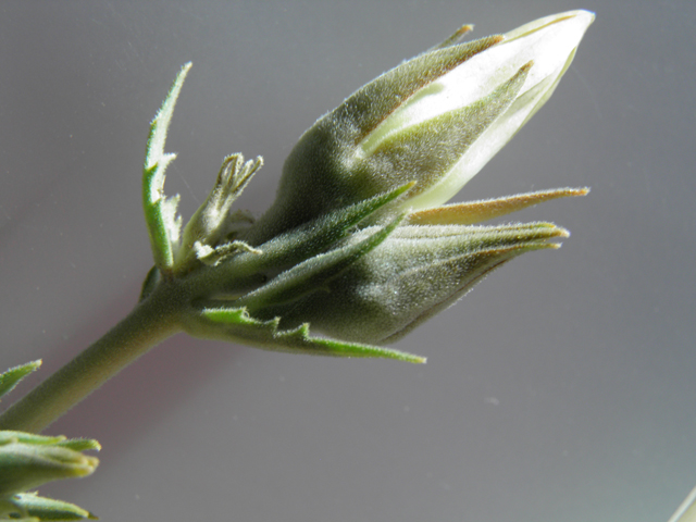 Mentzelia strictissima (Grassland blazingstar) #81554