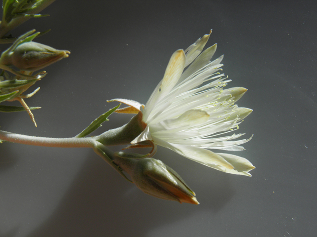 Mentzelia strictissima (Grassland blazingstar) #81556