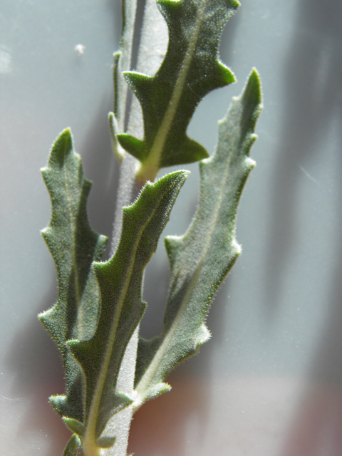 Mentzelia strictissima (Grassland blazingstar) #81560